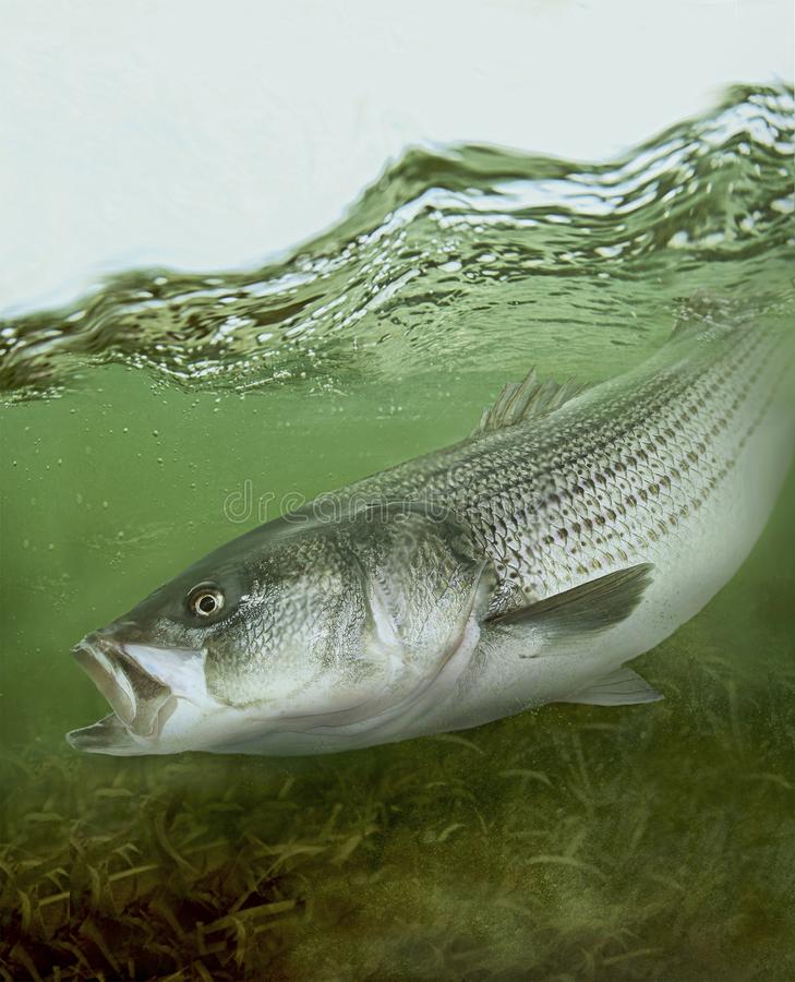 Bass Fishing